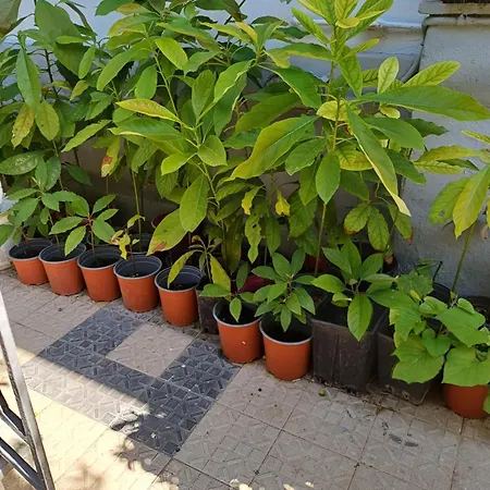 Affittacamere Zeus Rhodes City