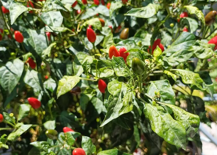 بيت ضيافة Zeus 3*