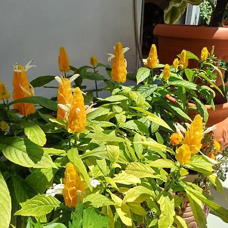 Guest house Zeus *